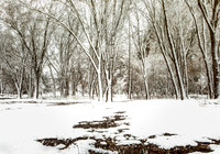 Haunted Wood