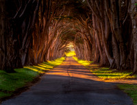 Tunnel of Trees