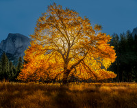 A Tree In The Valley