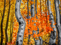 A Fall Day