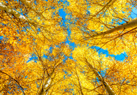 Aspens In The Sky