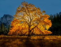 A Tree In the Valley