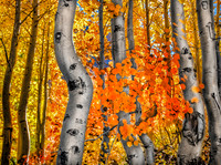 Fall Forest