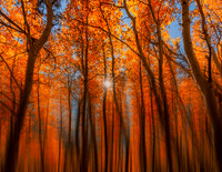 Lost In A Sea Of Aspens